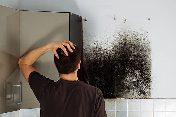 Best Crawl Space Mold Removal  in Bryant, AR